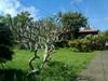 550478 Hawi Rd
 HAWI HI 96719